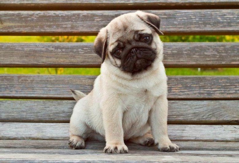 Мопс стоит. Терьерный мопс. Мопс щенок. Недорогие мопсы. Мопс фото.