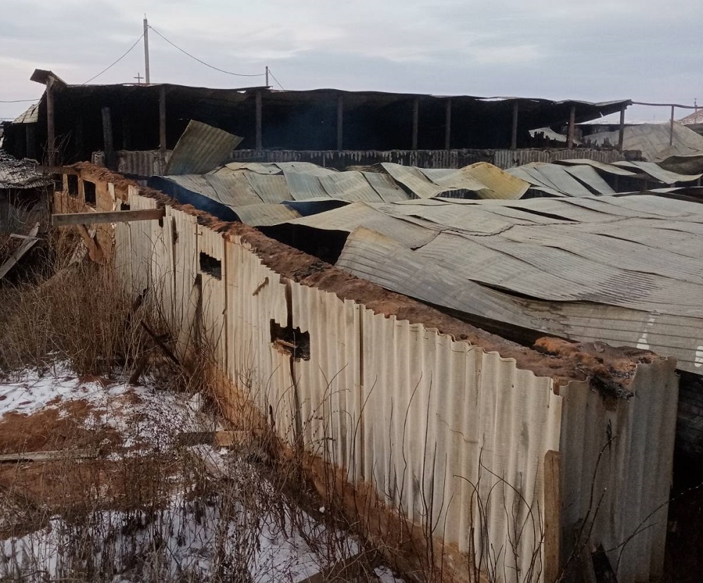 В Переволоцком районе на пожаре погибли 200 свиней | 23.11.2020 | Новости  Оренбурга - БезФормата