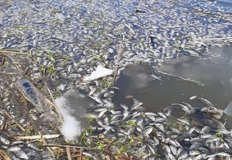 Замор водоема. Замор рыбы на Битюге 2024. ГЭС замор рыбы Волга. Мор рыбы. Замор рыбы в реке.