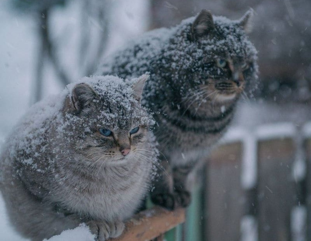 Кот замерз картинки