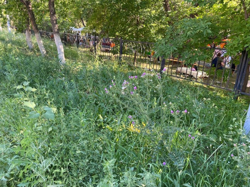 трава Оренбург