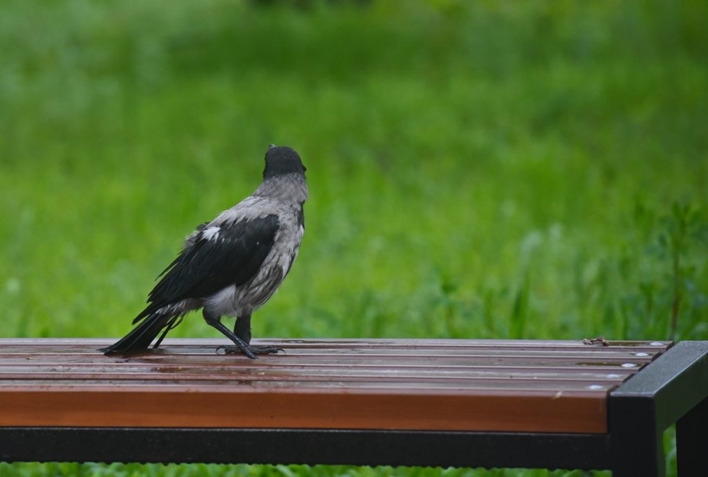 Погода в Оренбурге 20 мая 5 августа