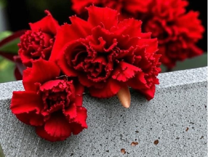 гвоздики траур