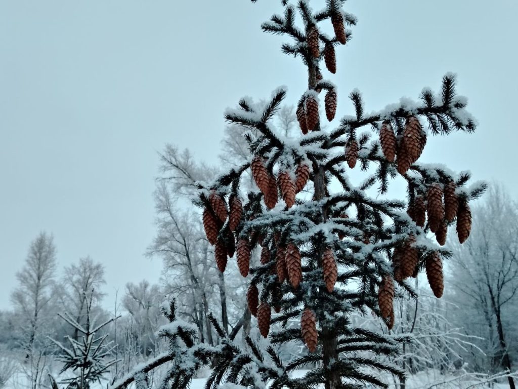 погода зима