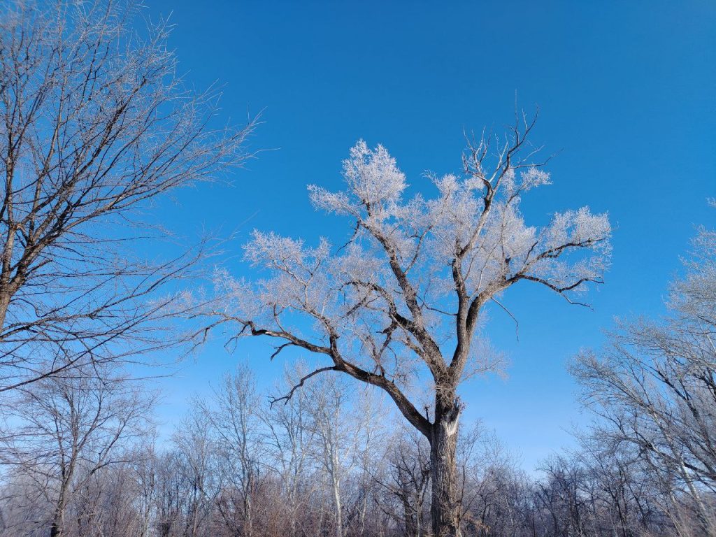 погода изморозь иней зима