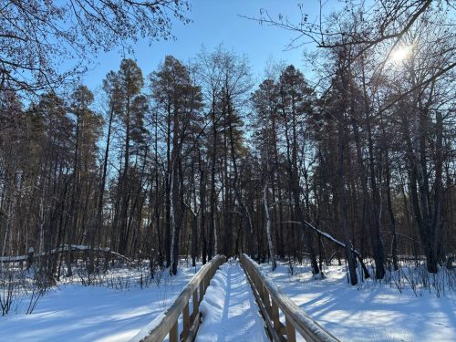 погода Бузулукский бор