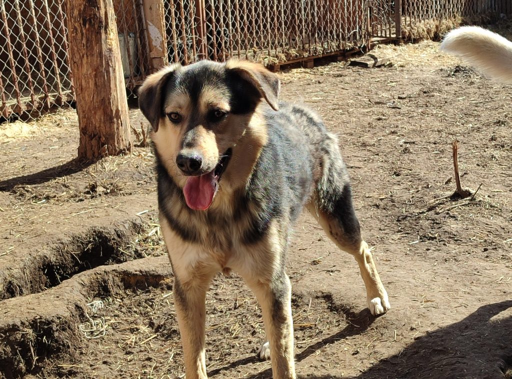 Кеша в Филимоше