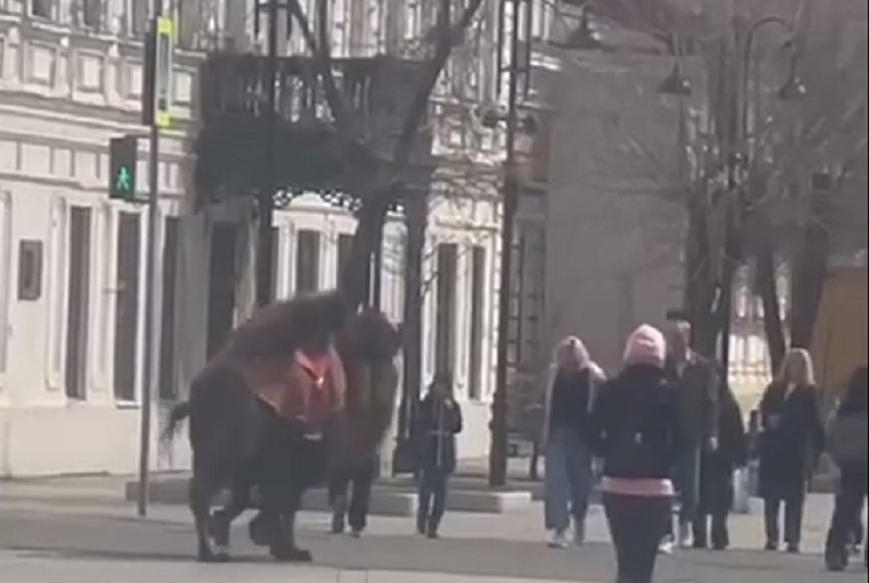 верблюд на советской