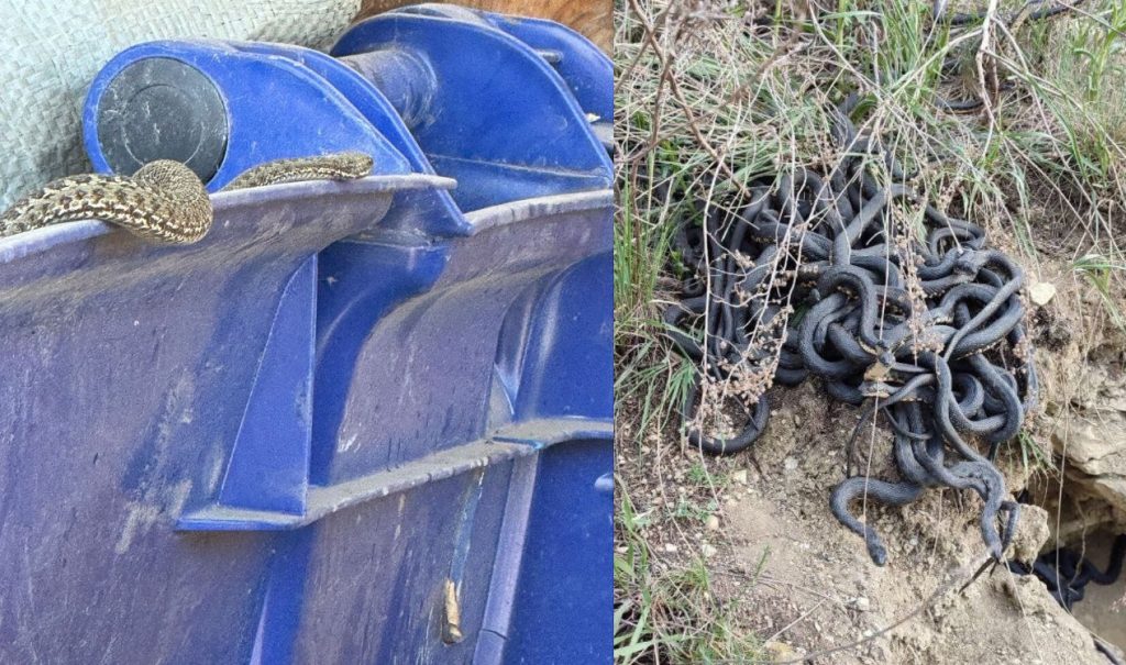 змеи в Оренбурге