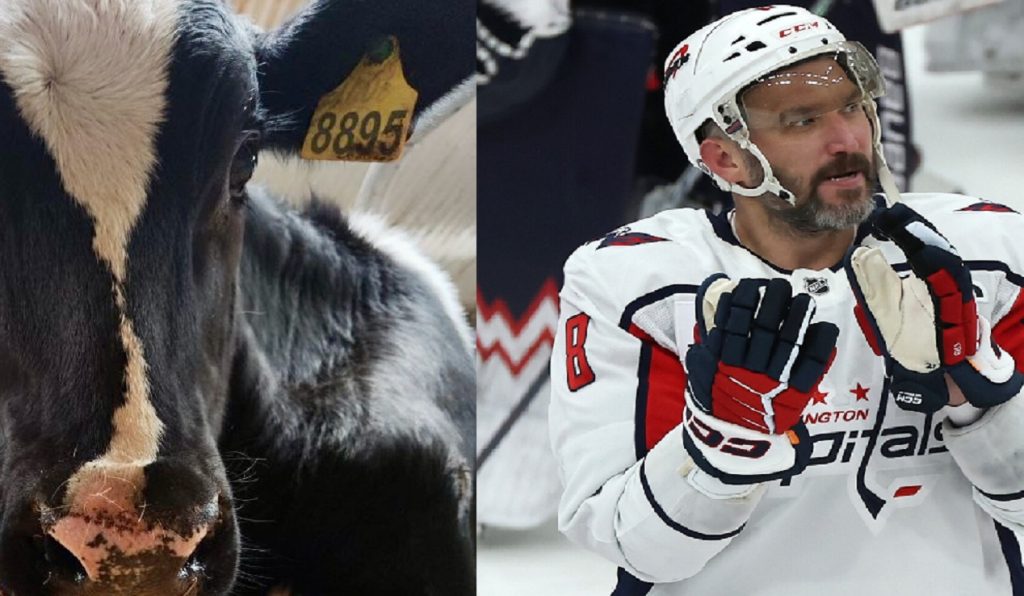 овечкин и корова