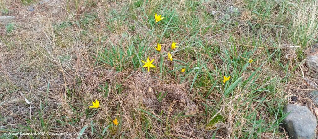 первоцветы