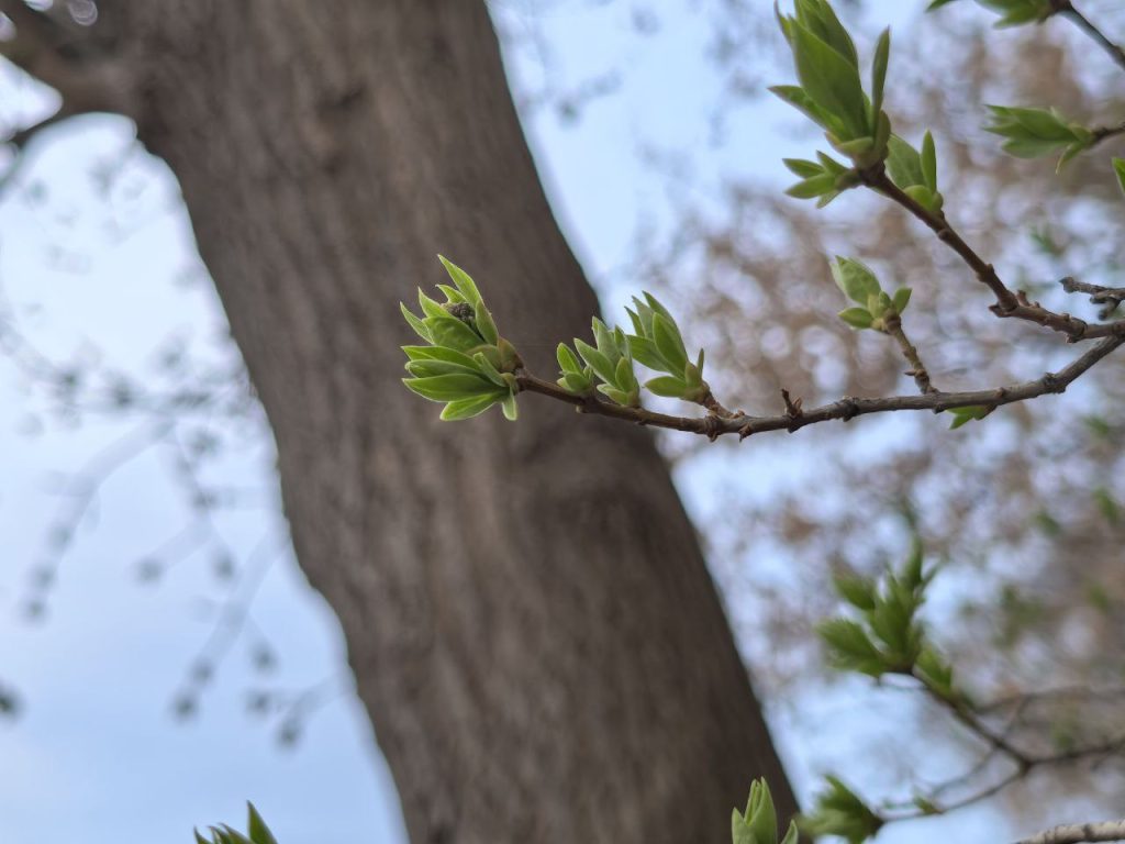 погода в оренбурге листочки весна