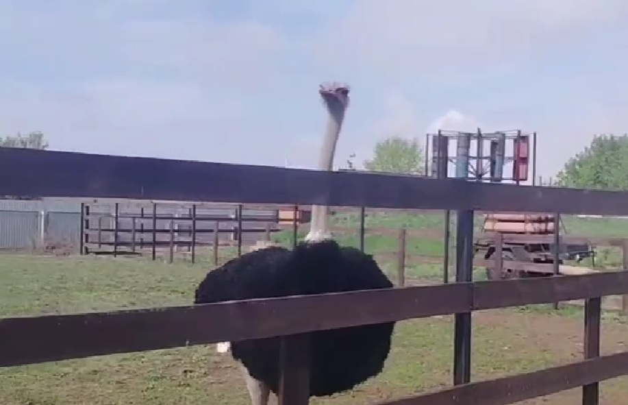 страус в оренбурге