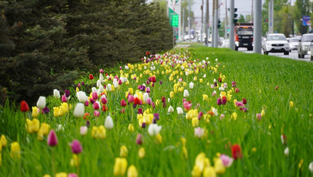 тюльпаны Оренбург