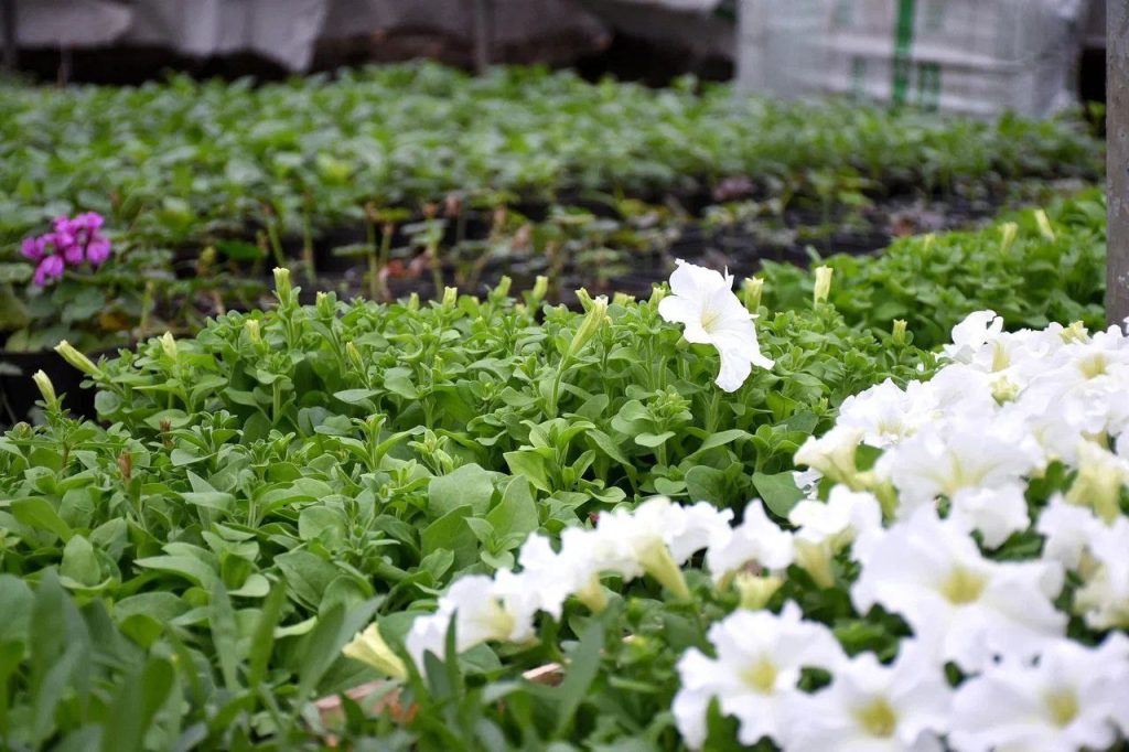 цветы Оренбург 2