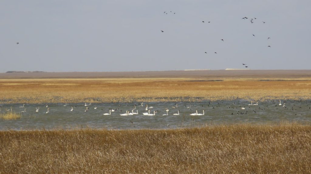 семья лебедей