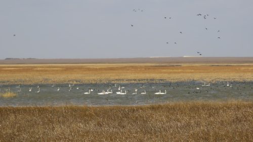 семья лебедей