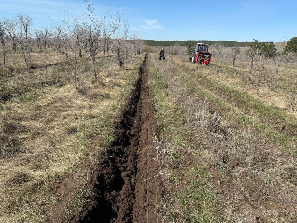 посадка деревье