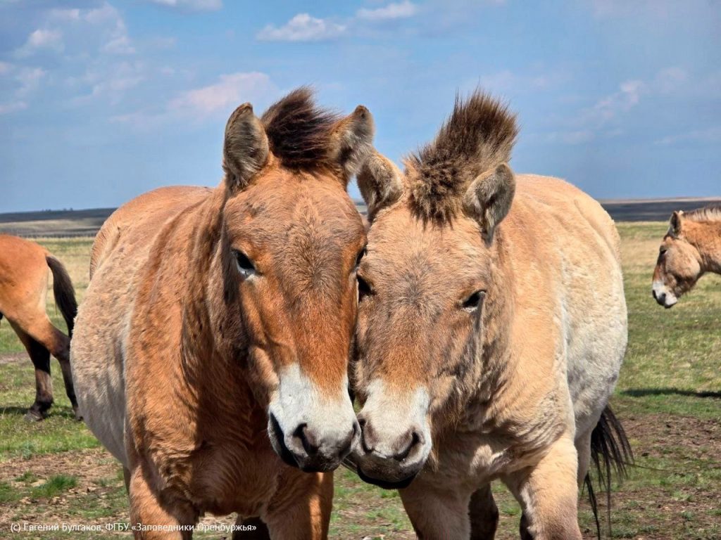 заповедник оренбургский