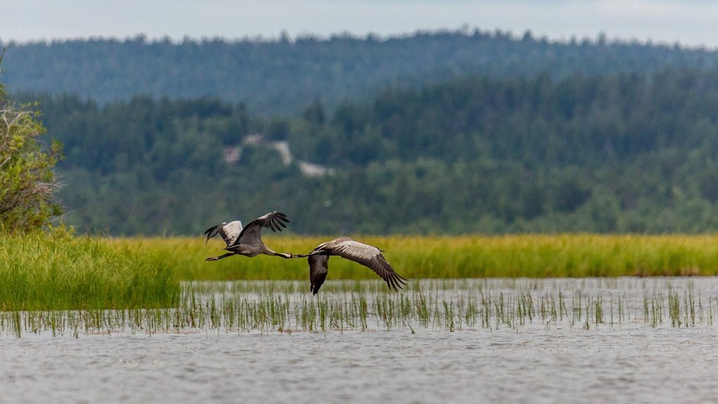 серые журавли