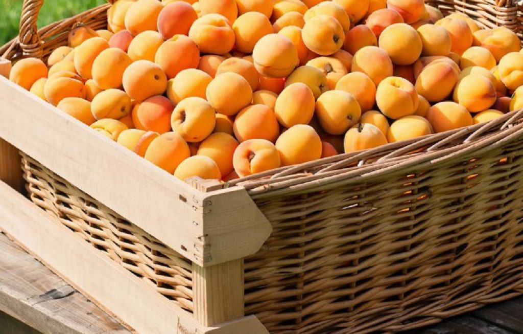 плодожорка абрикосы