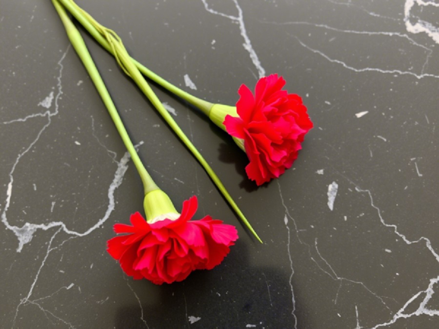 гвоздики траур