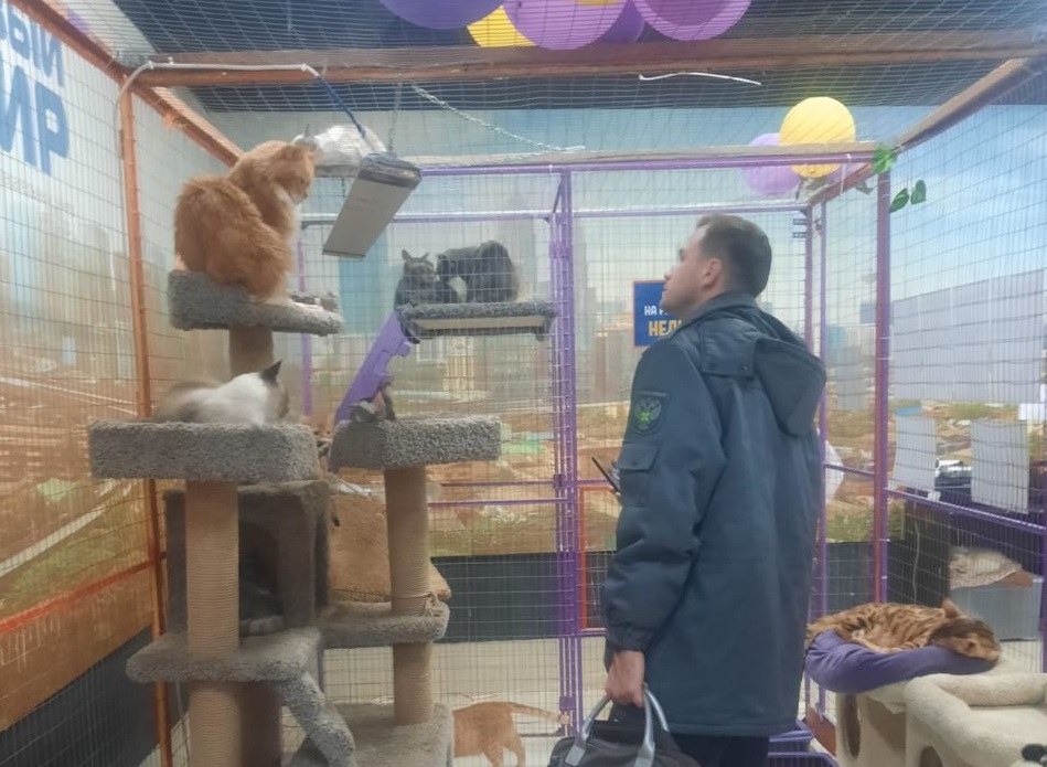 страна мурляндия