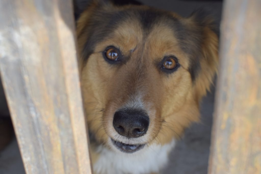 режим экстраординарной ситуации