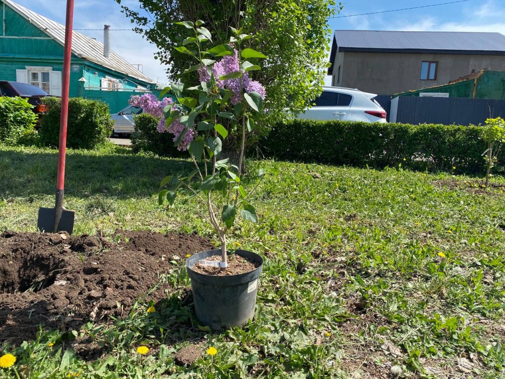 Тополь Победы