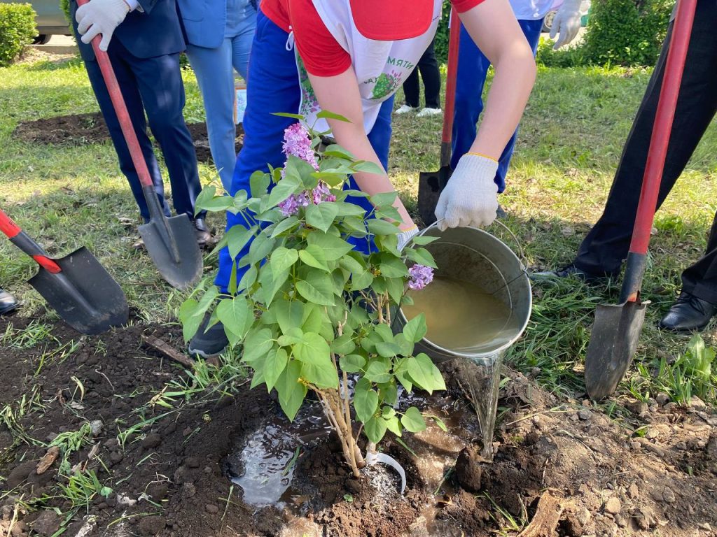 Тополь Победы