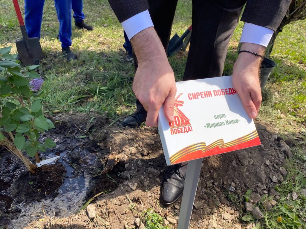 Тополь Победы