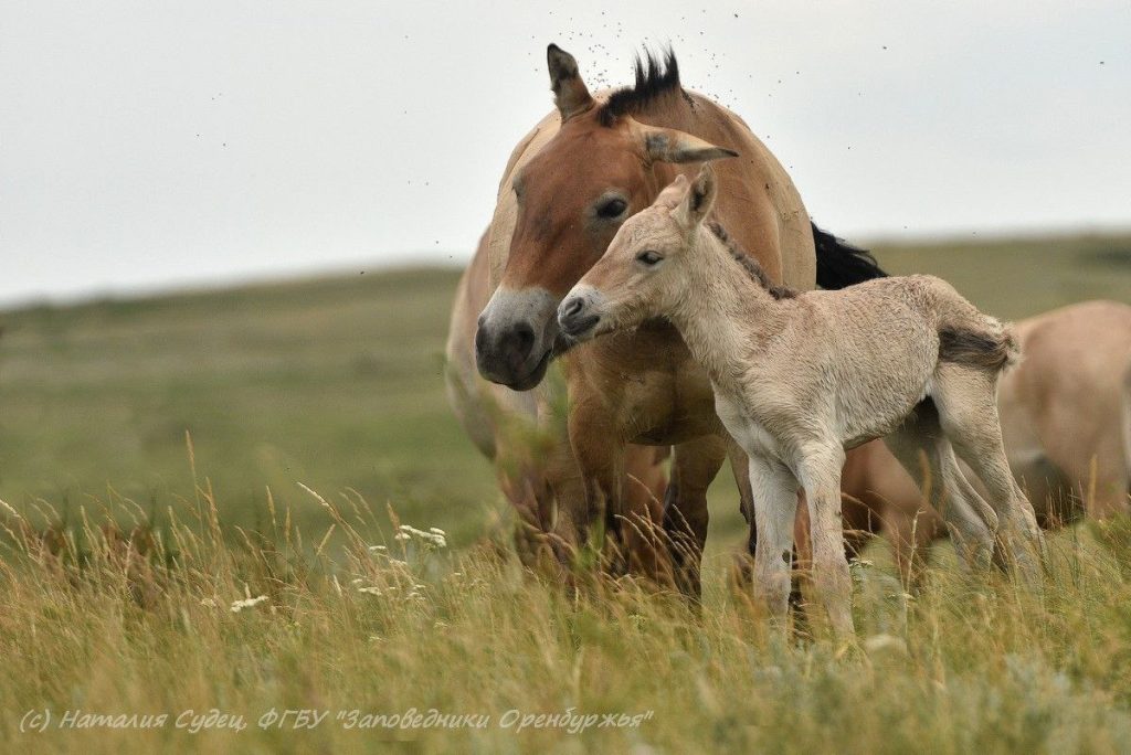 лошадь пржевальского бася