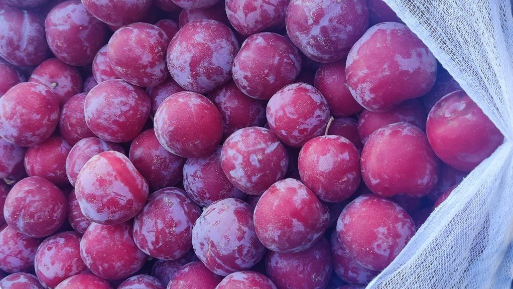 плодожорка