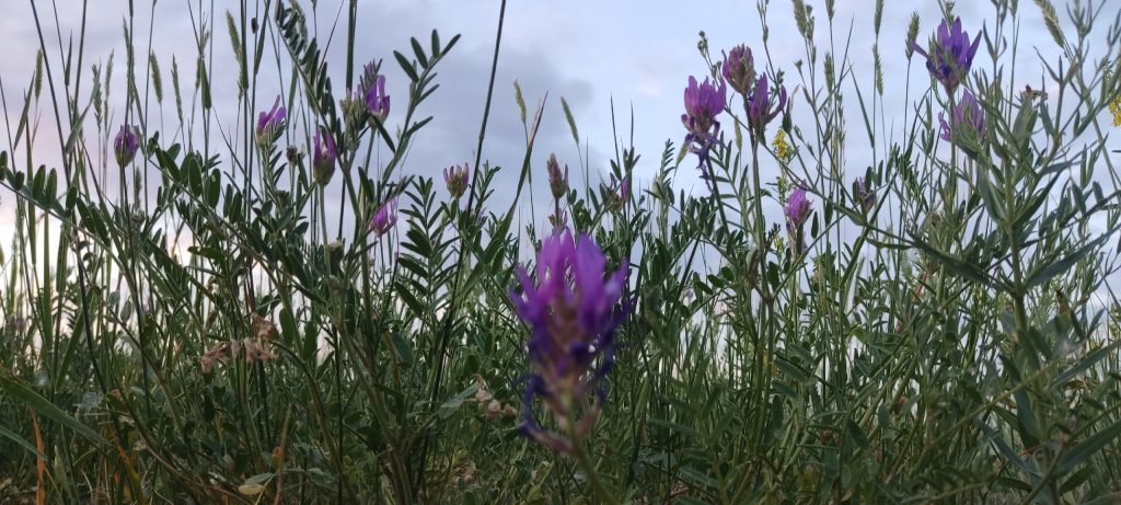 погода в Оренбурге