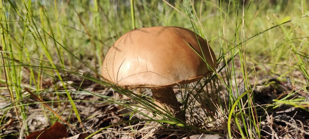 погода бабье лето грибы