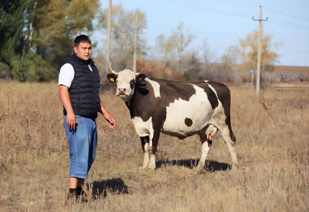 корова господдержка