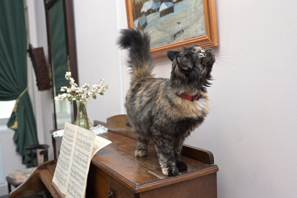 кошка соня орск