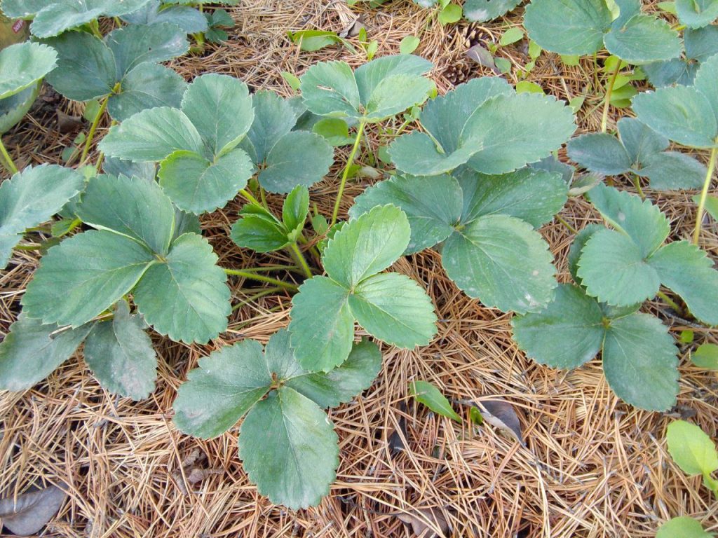 как подготовить дачу к зиме