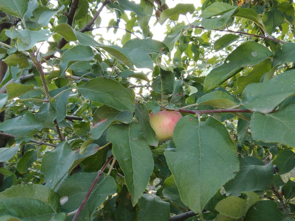 как подготовить дачу к зиме