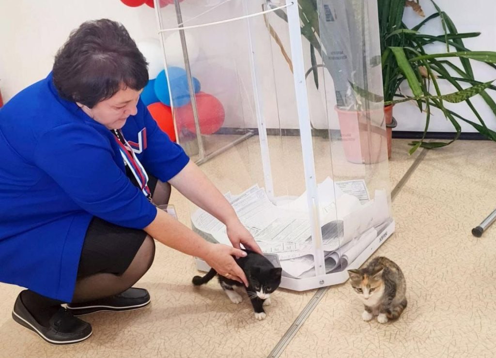 котята выборы Оренбург