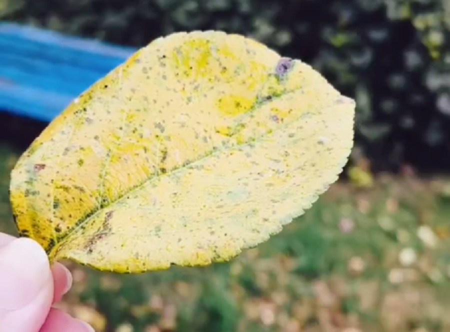 первый снег