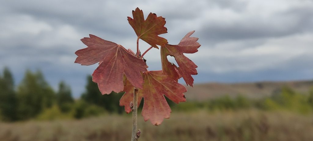 Погода в Оренбурге 21 октября