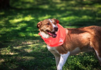 Оренбург Медиа — новости Оренбурга и области