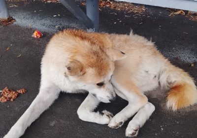 Оренбург Медиа — новости Оренбурга и области