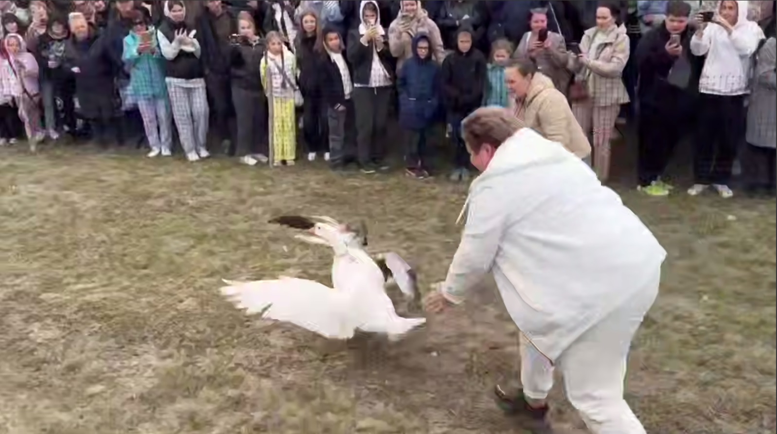 гусиные бега