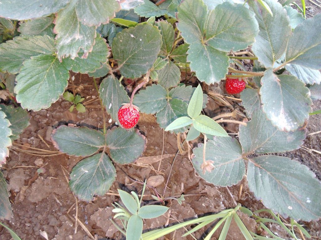 как подготовить дачу к зиме