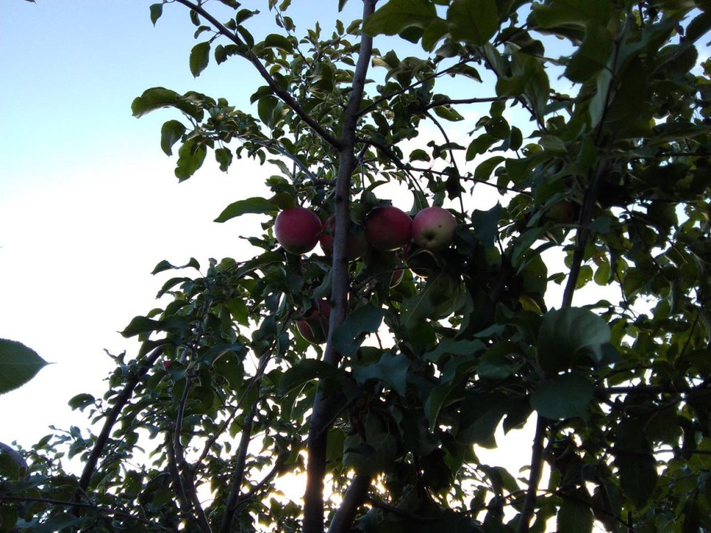 как подготовить дачу к зиме