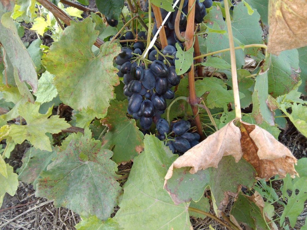 как подготовить дачу к зиме