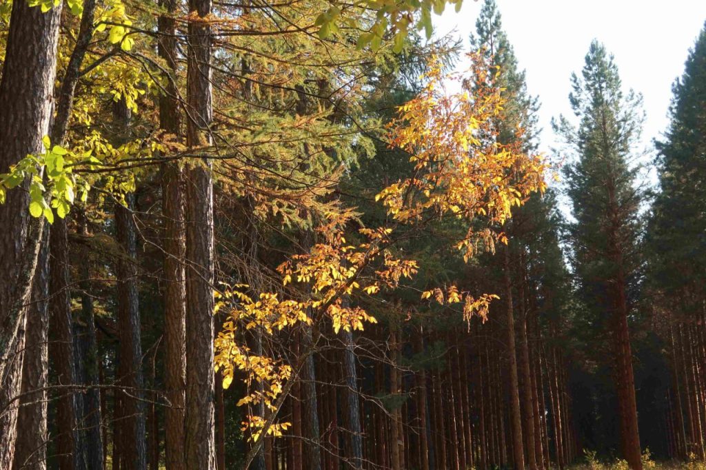 бузулукский бор