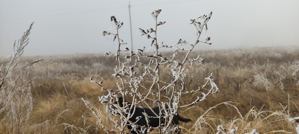 погода в Оренбурге